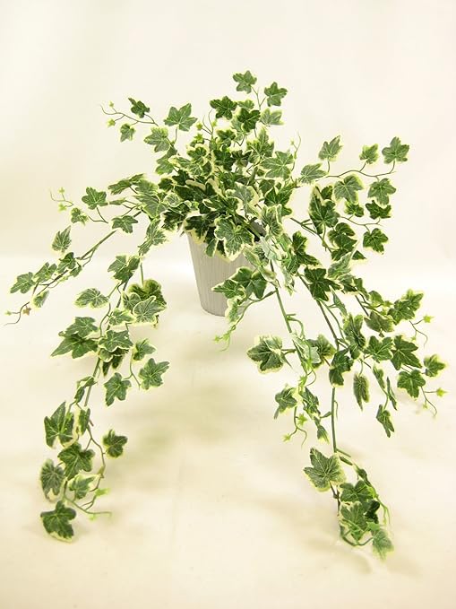 Piantare Edera In Vaso