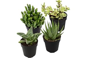 Altman Plants, Assorted Succulents Plants Live Houseplants (4PK), Succulent Plants Home Office Plants Live Indoor Plants, Live Plants Indoor House Plants, Easy Care Plants, Desk Plants, Kitchen Plants