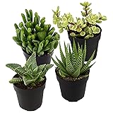 Altman Plants, Assorted Succulents Plants Live