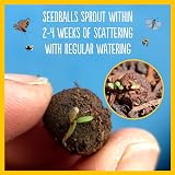 Seedball Wildflower Seed Bombs Wildlife Collection 6 Packs UK view 9