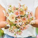 Cosmos Seeds - Apricot Lemonade - Packet - Pink