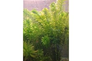 Universal Specialties Live Anacharis Plant Elodea Densa 12 Stems Freshwater Aquatic Tropical Decor Aquarium or Pond