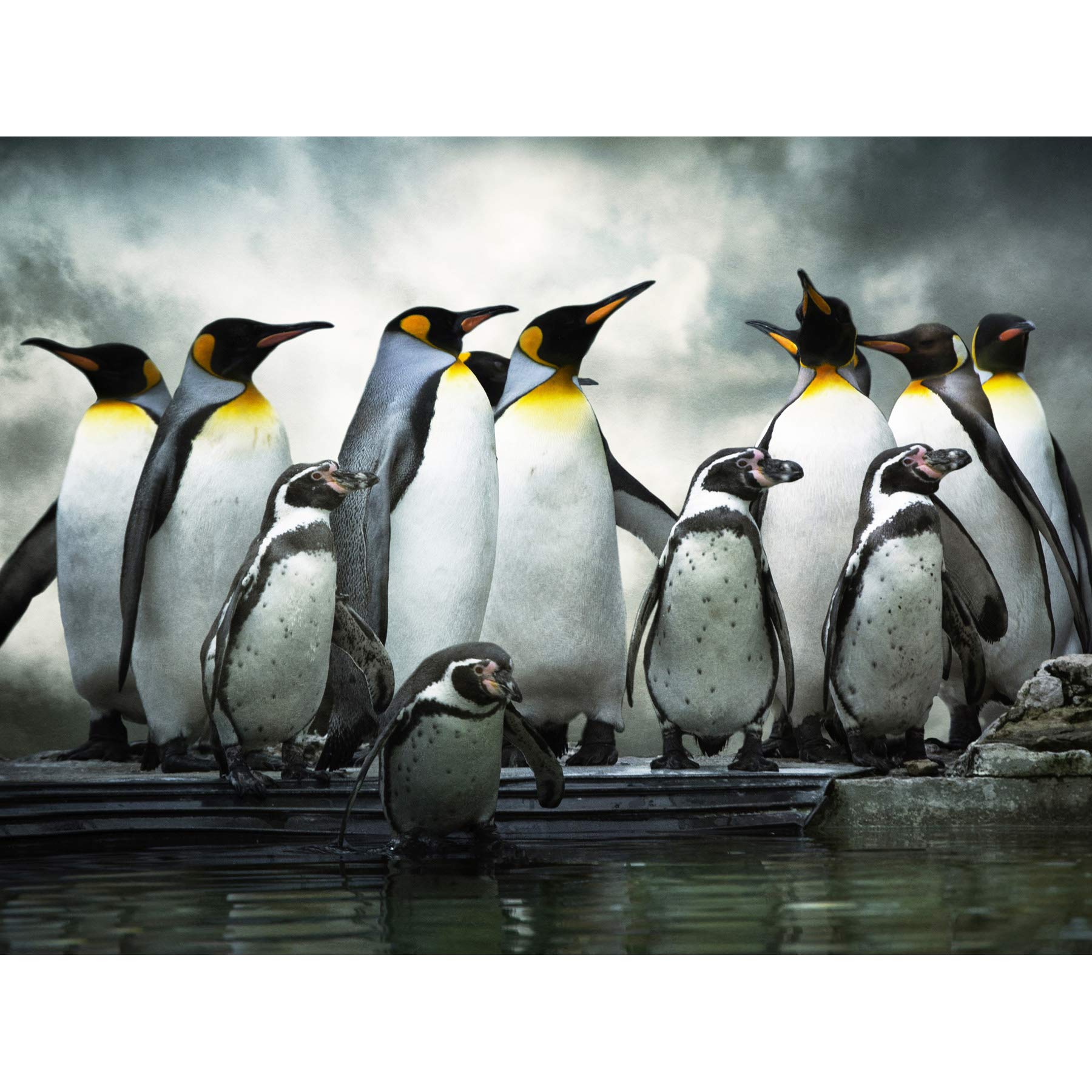 Wee Blue Coo Emperor Penguin Huddle Birds Antarctica Photo Art Picture Canvas Print