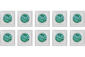 Yogurt Starter Cultures - Freeze-Dried Culture Sachets for Bifido Yogurt … (10 sachets)