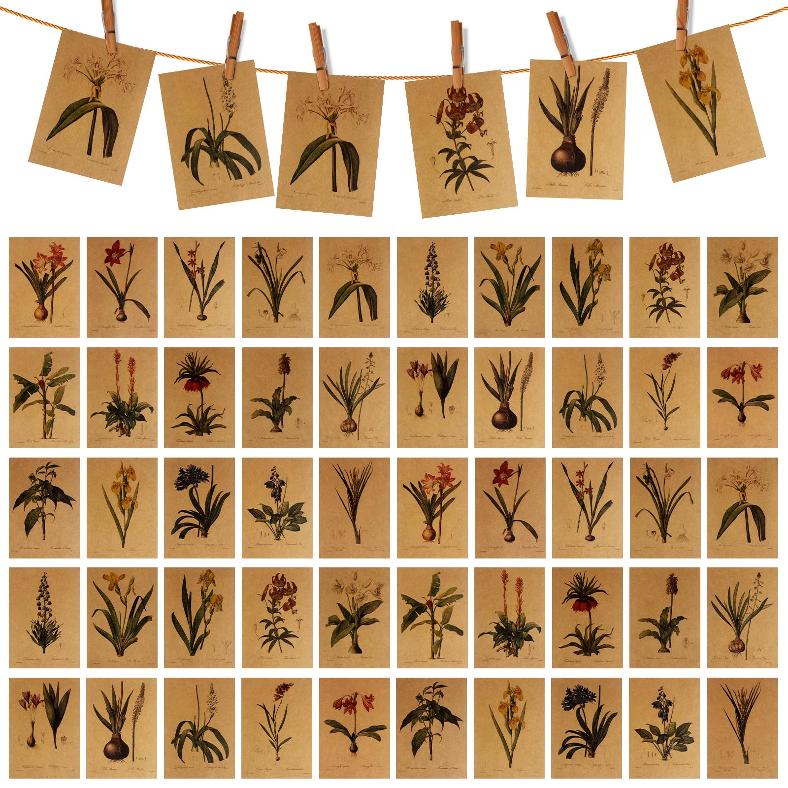 50Pcs Vintage Postcard Flower Postcards Vintage Flowers Mailing Postcard Postcard Greeting Card Lily Flowers with Box for Greeting Family Lovers Friends(25 Different Lily)