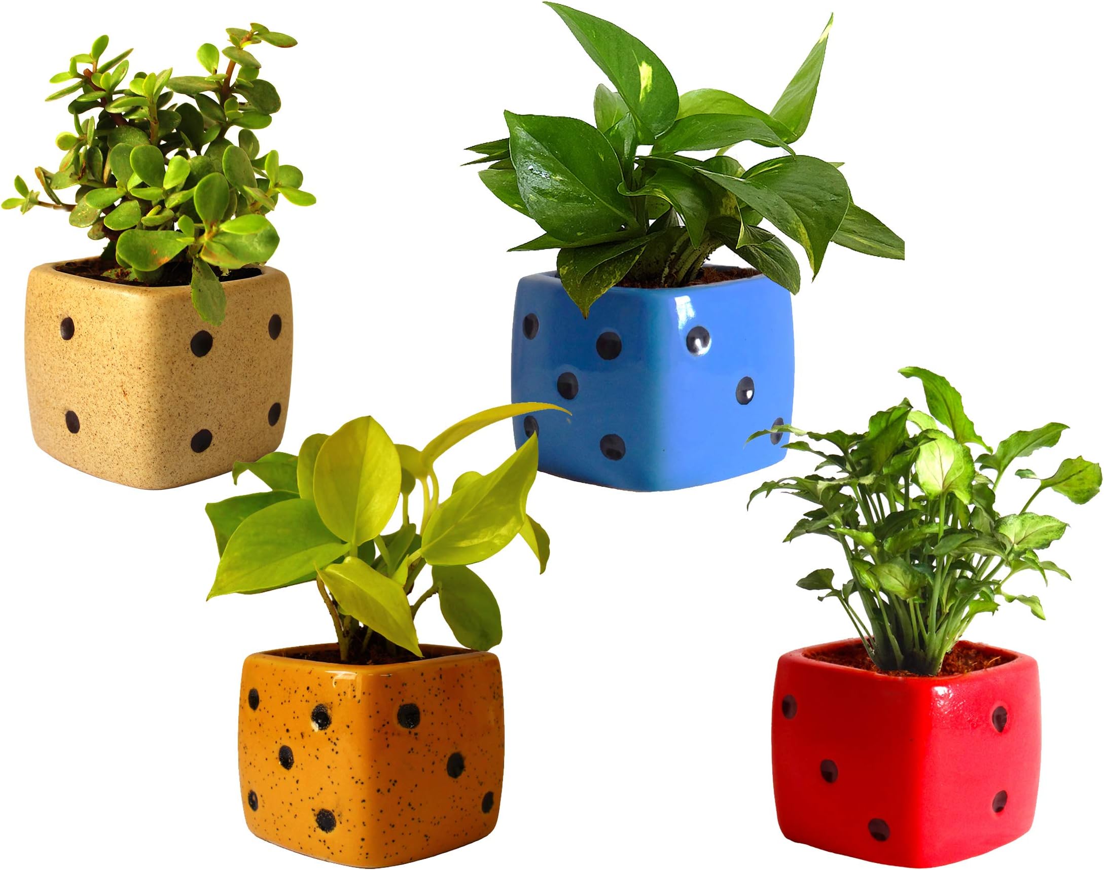Rolling Nature Combo of 4 Good Luck Live Jade Plant, Money Plant, Golden Pothos and Green Syngonium in Dice Ceramic Pots