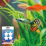 King British Weekend Feeders 4 Pack For Coldwater & Tropical Fish view 7