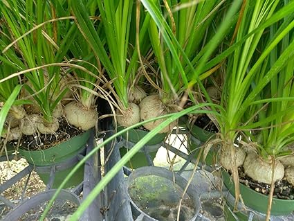Amazoncom Pony Tail Palms 80 Live Starter Plants - 