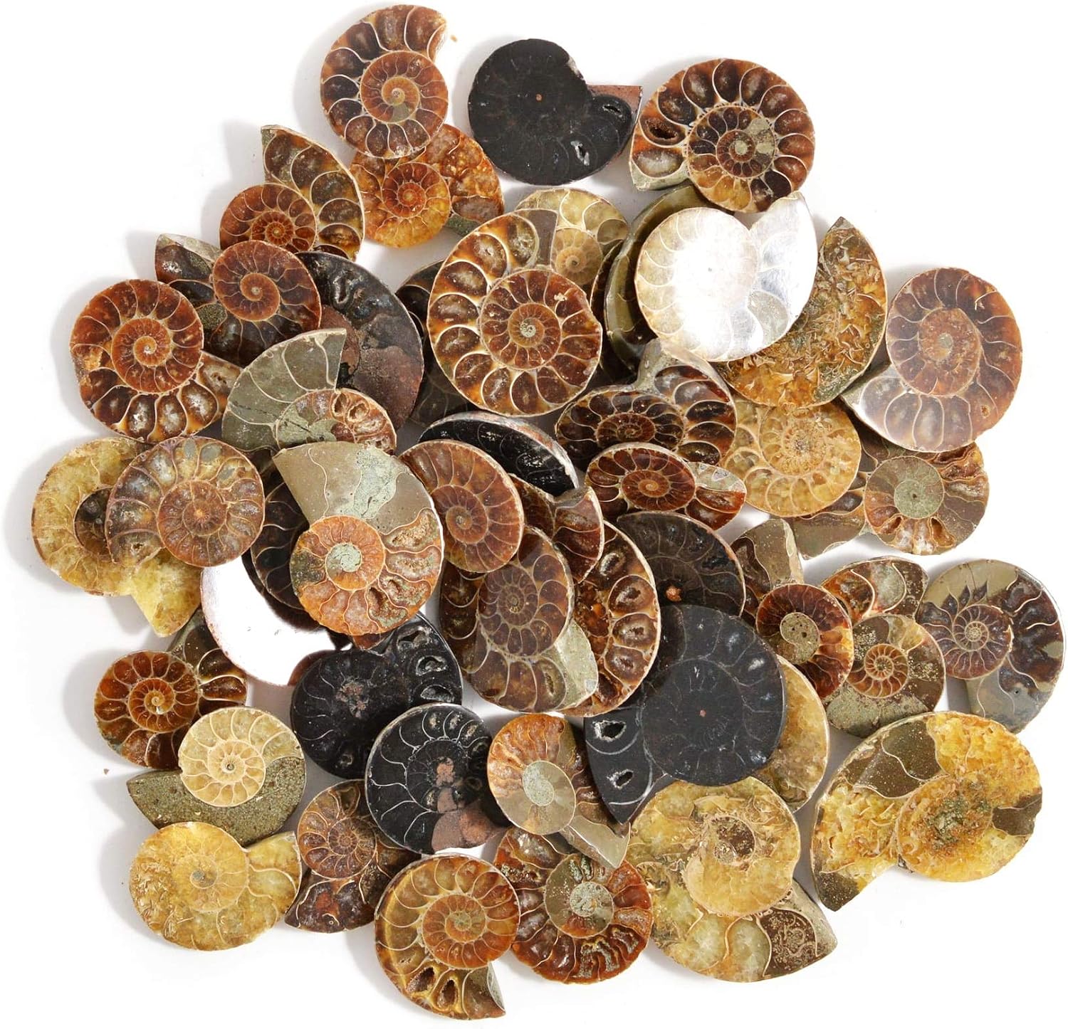 Serafino Genuine Fossil Madagascan Ammonite 150 Million Years Old! Jurassic Real Fossil Shell Madagascar Fossil Great Gift For Science Education Collection - Image 3
