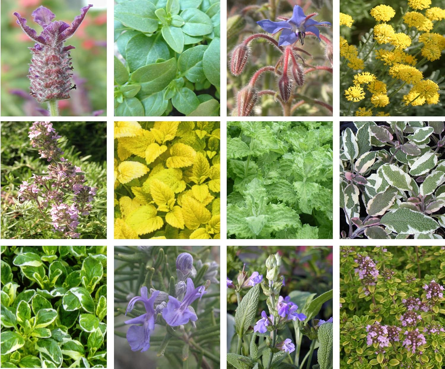 8 Herb Collection of Starter Plants Amazing Value *All Labelled