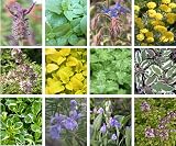 Newlands 8 Mixed Garden Herb Plug Plants – Ready to Pot, Labeled view 2