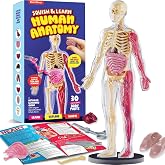 Human Anatomy Squishy Body Model - STEM Science Kits for Boys &amp; Girls | STEM Toys for 8 Year Old Boy Birthday Gift - Learning Educational Toys for Ages 8 Boys Gifts - Skeleton Parts