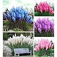 100+ Pcs Mix Pampas Grass Seeds Heirloom Ornamental Grass Seeds Rare Plants Decor Garden