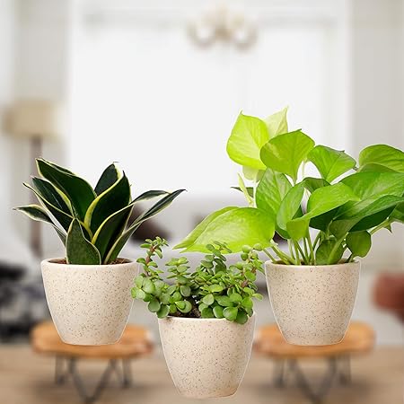 Plantmojo, Indoor Plants Combo of Golden Money, Jade & Golden Snake Plant, in ivory round ceramic pot