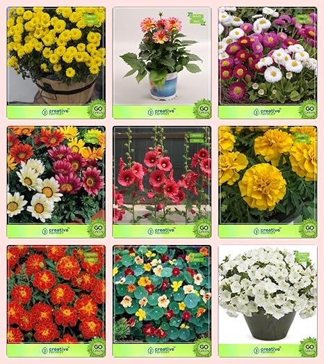 Creative Farmer Flower Seeds : Flower Seeds Tropical Combo Chrysanthemum, Dahlia -Pompon, Daisy- White, Gazania-Sunshine, Hollyhocks, Marigold-Yellow, Marigold-Nana Bonita and Others -2 Packs