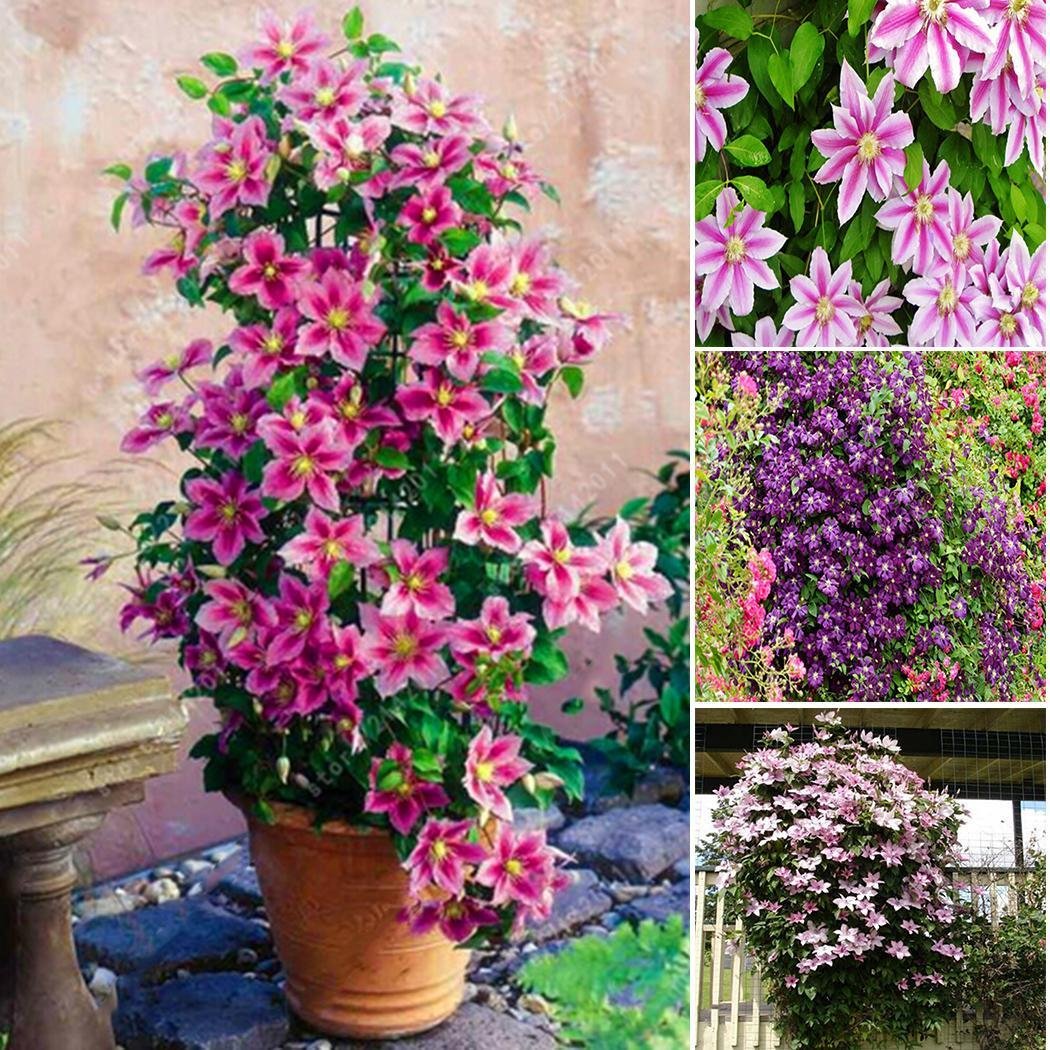 клематис в вазоне. клематис в контейнере. клематис в горшке. крайгсад клематис. подпорки клематисы посадка.