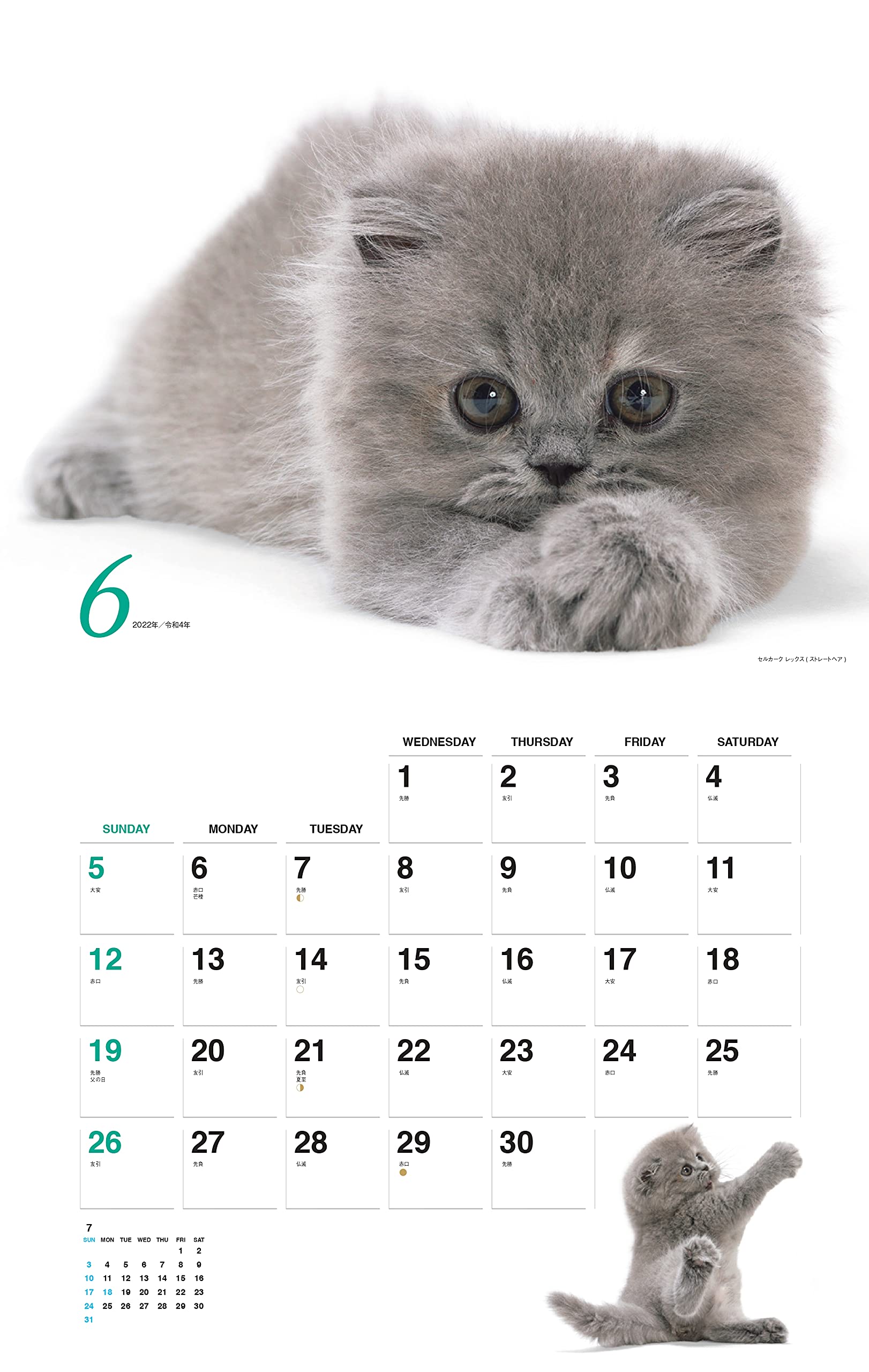 Amazon Co Jp 限定 カレンダー22 ほのぼの子ねこ 月めくり 壁掛け 特典データ 子ねこのpc壁紙画像 ヤマケイカレンダー22 福田 豊文 本 通販 Amazon