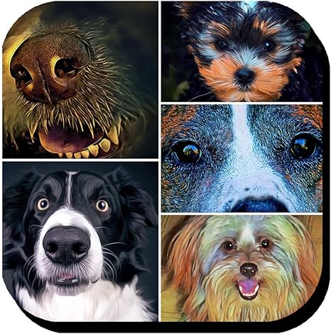 Amazon 濡れ鼻犬コラージュコースターギフトパッケージの6 コースター オンライン通販