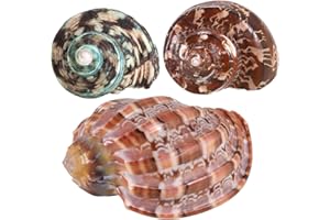 PPCLION 3PCS Natural Hermit Crab Shells Size 2.5" - 4", Opening 1" - 2.5" Hermit Crab Supplies Pearl Turbo Seashell for Décor