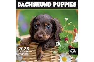MICASA PRESS MICASA Dachshund Puppies 2025 Wall Calendar 12 Month | 12" x 24" Open | Thick & Sturdy Paper | Giftable Dog Calendar 2025 | Puppy Calendar 2025