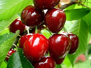 Nelesa Gardening Nelesa Live Sweet Cherry Fruit Plant Barbados