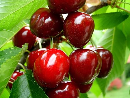 Nelesa Gardening Live Sweet and Sour Barbados Cherry Fruit Plant: Amazon.in: Garden & Outdoors