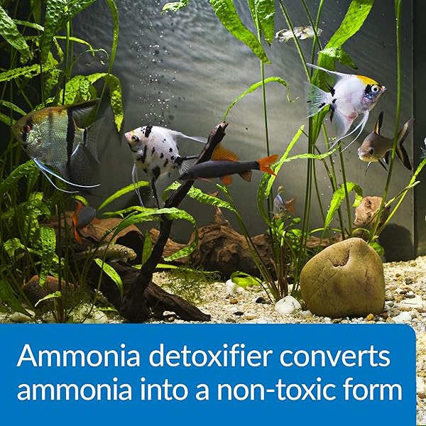 API AMMO-LOCK FRESHWATER AND SALTWATER AQUARIUM AMMONIA DETOXIFIER 16-OUNCE BOTTLE