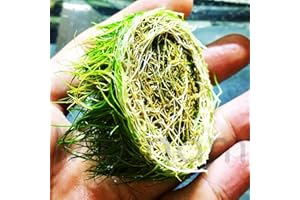 MAINAM Dwarf Hairgrass Eleocharis Parvula Sp Mini 100% Tissue Culture Easy Freshwater Carpet Live Aquarium Plants Decorations 3 Days Live Guaranteed