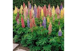 Outsidepride 500 Seeds Perennial Russells Lupine Flower Seed Mix for Planting