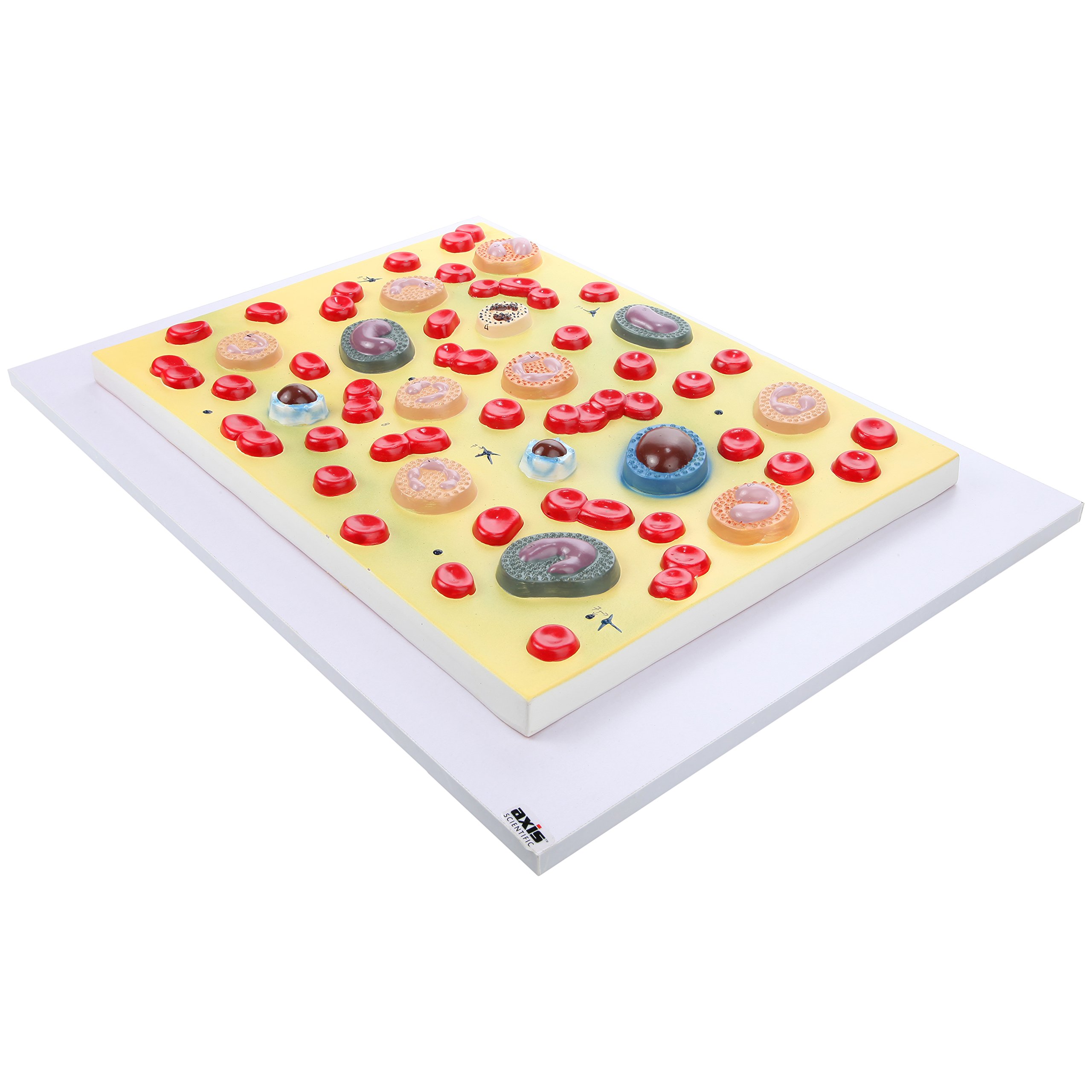 Axis Scientific Human Red Blood Cells Anatomy Model - Enlarged Blood Cell Display With Plasma, Platelets, Granulocytes, Monocytes