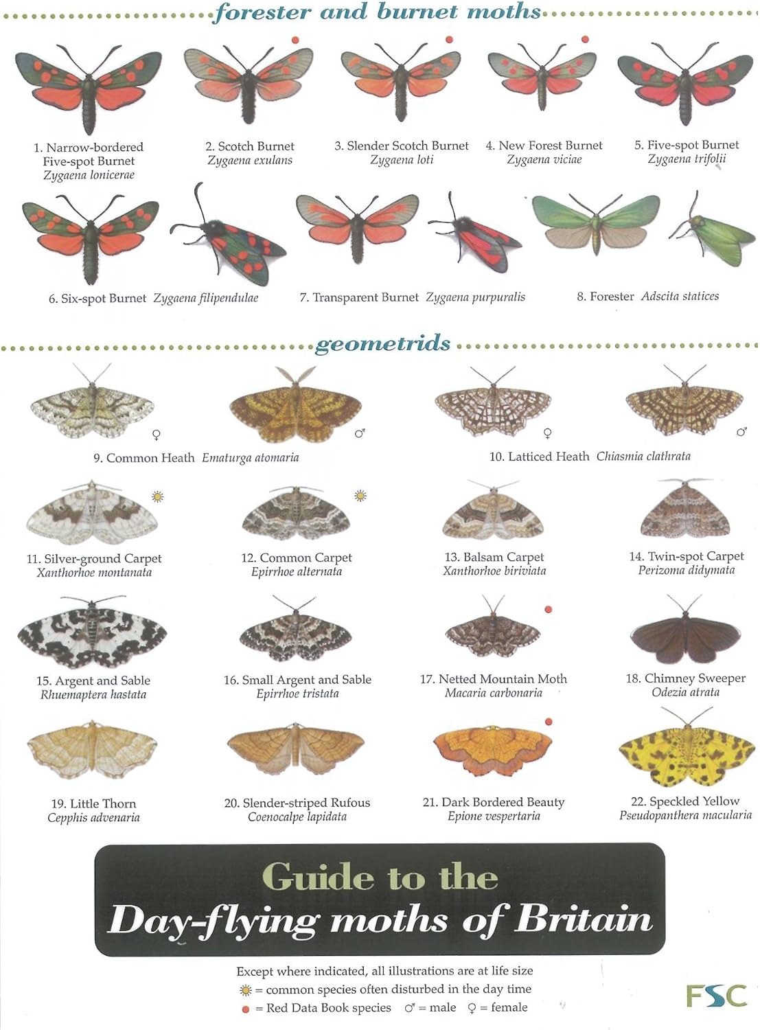 Type Of Moths Uk