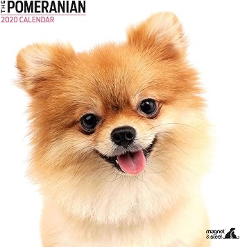 pomeranian amazon
