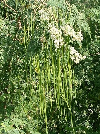 S.K.INTERNATIONAL Moringa Seeds ODC Variety - 250 grams (More than 1000 seeds)