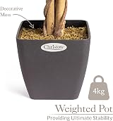 CHRISTOW Artificial Ficus Tree 5ft Lifelike PEVA Leaves Natural Wooden Trunk view 5