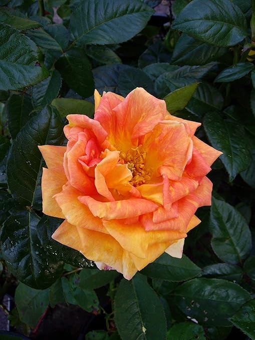 ROSE FAYE-Superb Personalised Birthday Plant & Flower ...