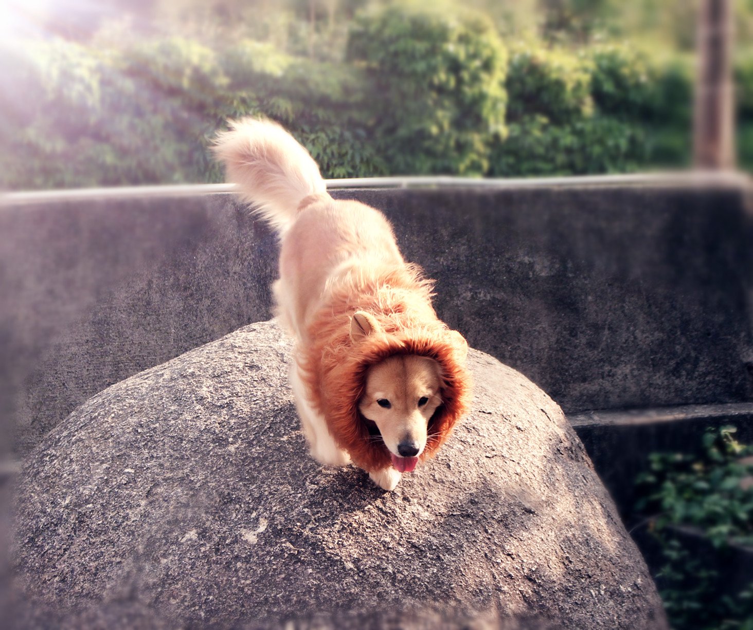 Iccker Dog Costume Lion Mane for Large Dog - Hilarious Realistic ROFL Halloween Christmas Gift for Birthday Party, (Brown)