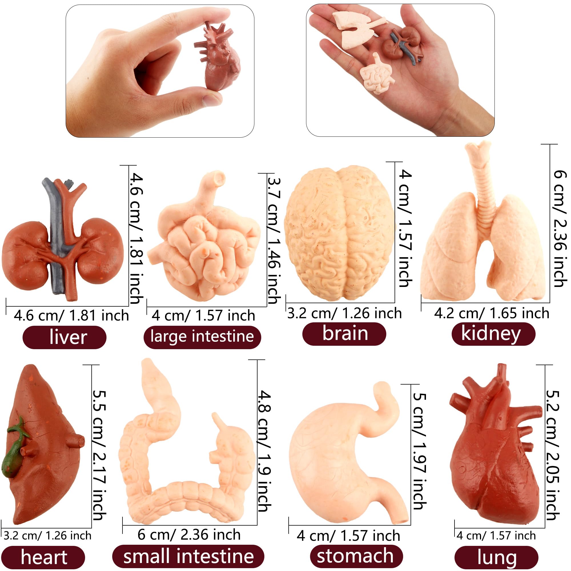 Mua 16 Pack Human Organ Model Human Anatomy Toy Halloween Fake ...