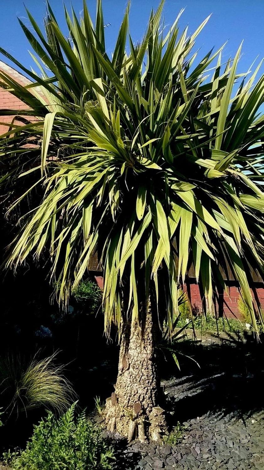 Stores That Sell Palm Trees at Richard Wozniak blog