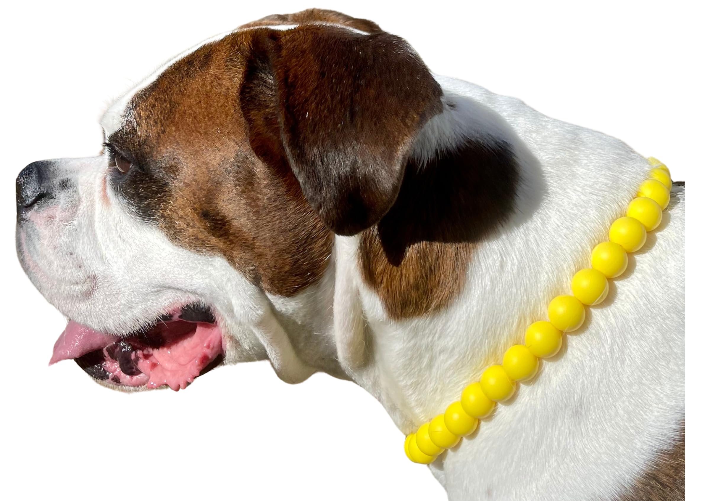 Dog Necklace