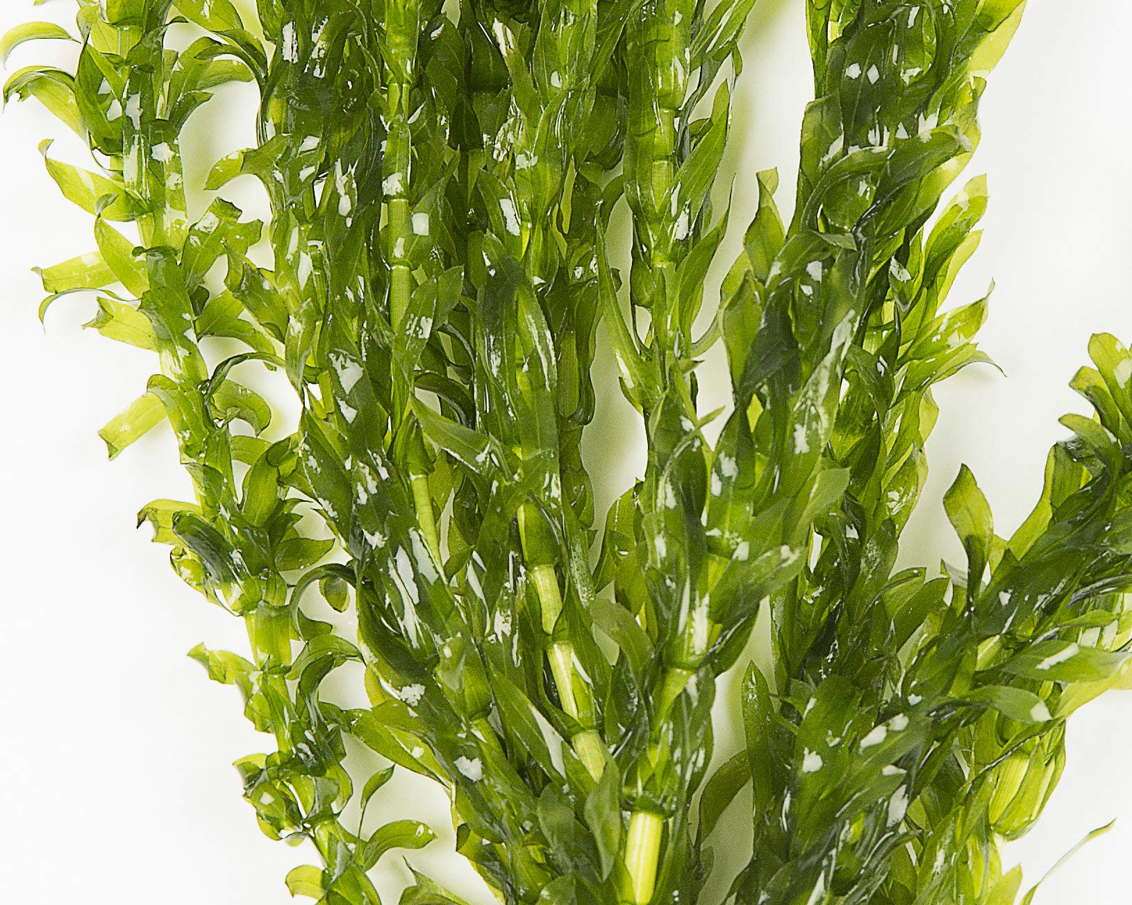 Elodea habitat image