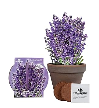 Lavendel Aufzuchtset | Einzigartiges Basalt Lavendel Zuchtset | Lavendel Samen für innen oder außen | Sehr einfach mit ausfüh