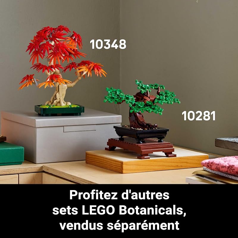 Botanicals Bonsaï d’érable Rouge du Japon 10348
