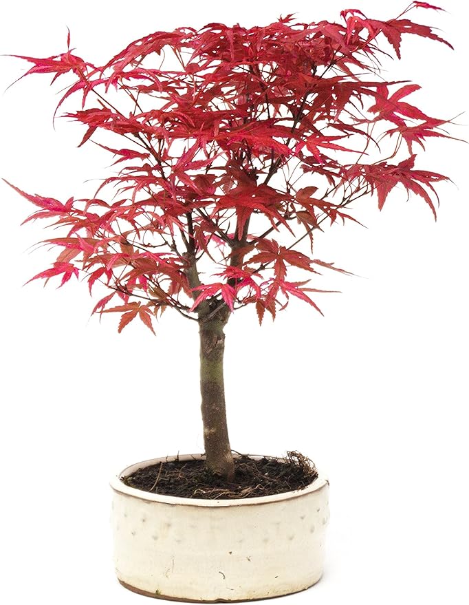 Bonsai Tree, Japanese maple , 2530cmTall Acer Palmatum Deshojo by