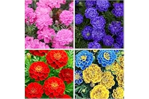 Mixed Marigold Seeds for Planting, French Marigold Flower, 1000+ Seeds, Annual, Non-GMO, Heirloom, Open Pollinated