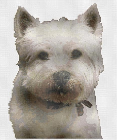 highland terrier cross