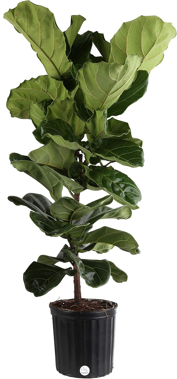 Costa Farms Live Ficus Lyrata Fiddle Leaf Fig Indoor Tree, 4.5-Feet Tall, Ships in 12-Inch Round Grower Pot