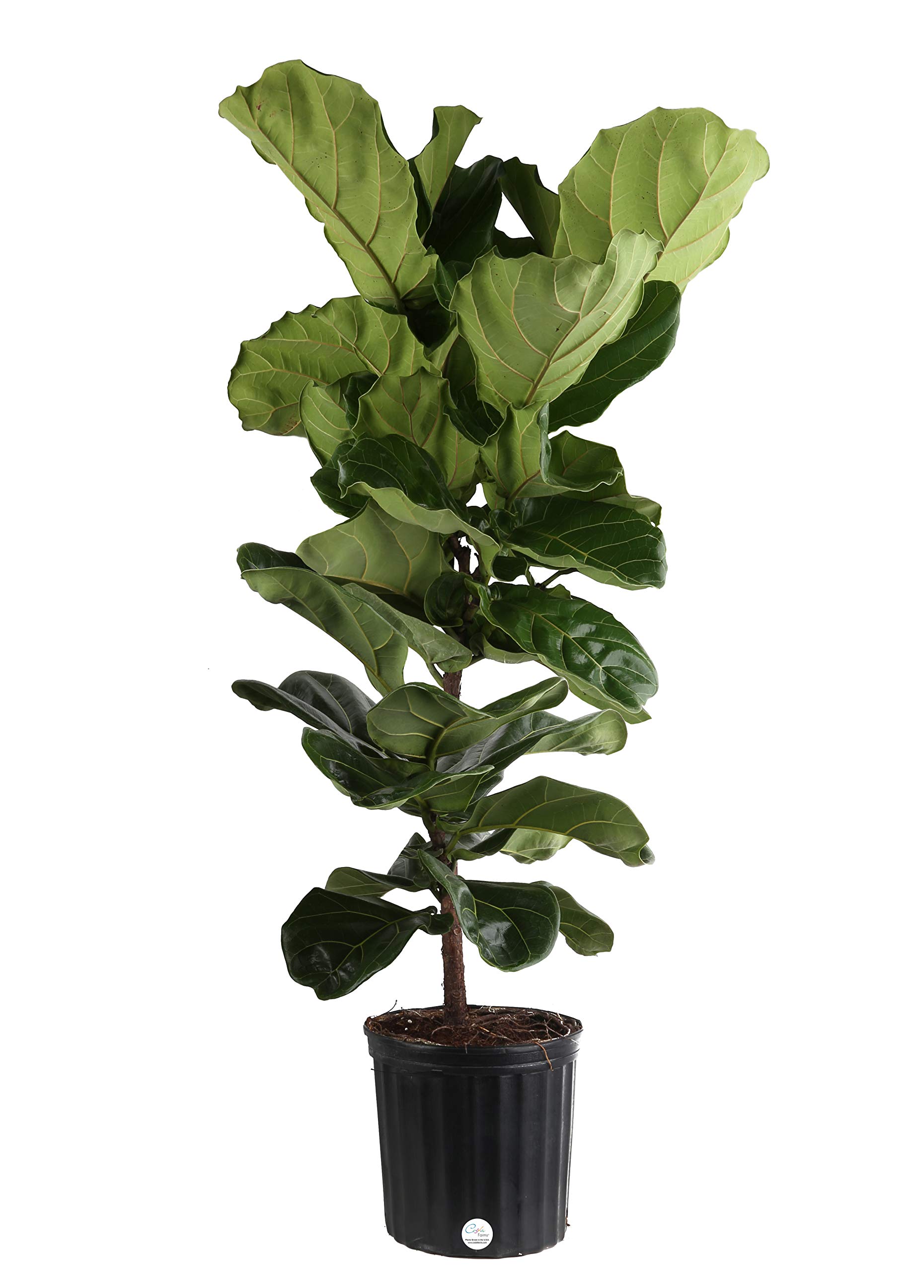 Buy Costa Farms Fiddle Leaf Fig Tree, Ficus Lyrata, Live Indoor Potted