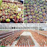 100 Pcs Plastic Plant Pots 10cm Brown Nursery Seed Starting view 4
