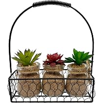 Amazon.com: Admired By Nature 3 suculentas en tarro de vidrio con ...