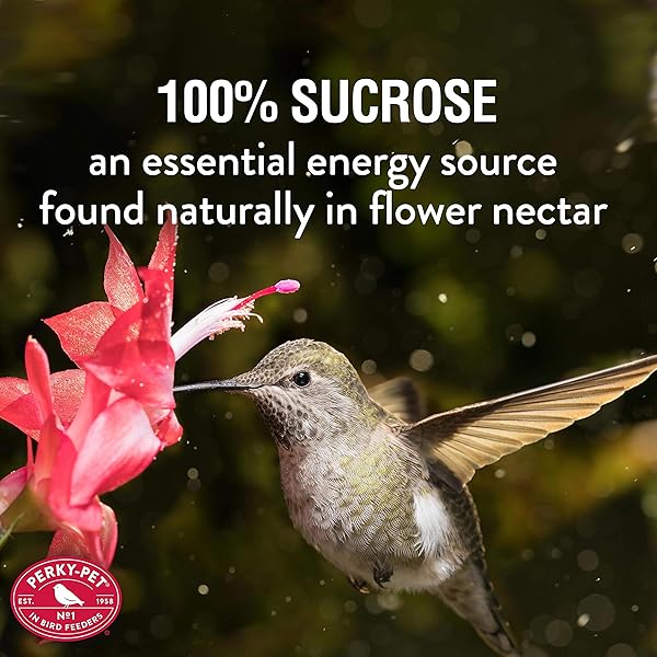 PERKY-PET HUMMINGBIRD NECTAR CONCENTRATE FOR HUMMINGBIRD FEEDER – 32 OZ – MAKES 96 FL OZ OF RED FOOD NECTAR – 238